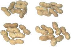 Erdnüsse-4x6.jpg